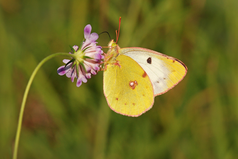 Colias alfacariensis?